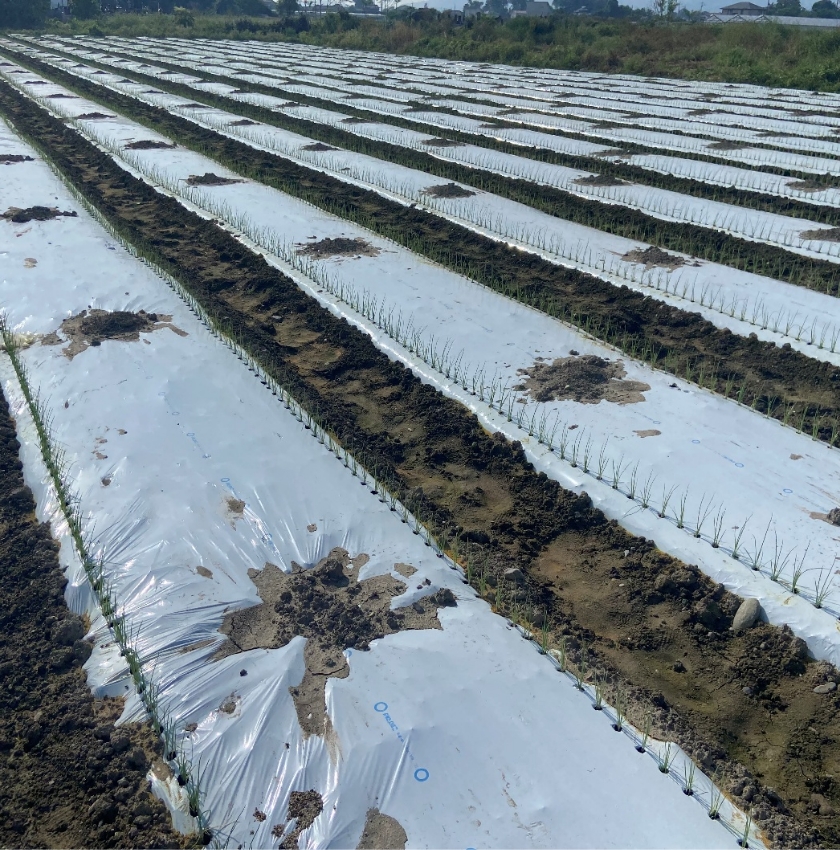 より安定した生育により葱の収穫量増加、安定供給を実現