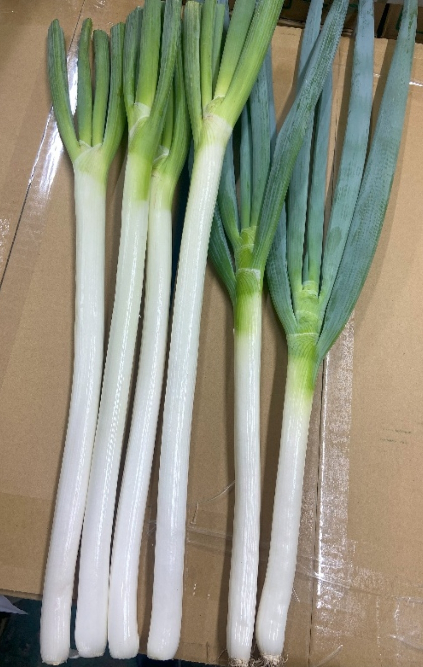 新たな定植技術による効率化で品質向上を実現